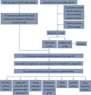 A novel cuproptosis-related LncRNA signature: Prognostic and therapeutic value for acute myeloid leukemia